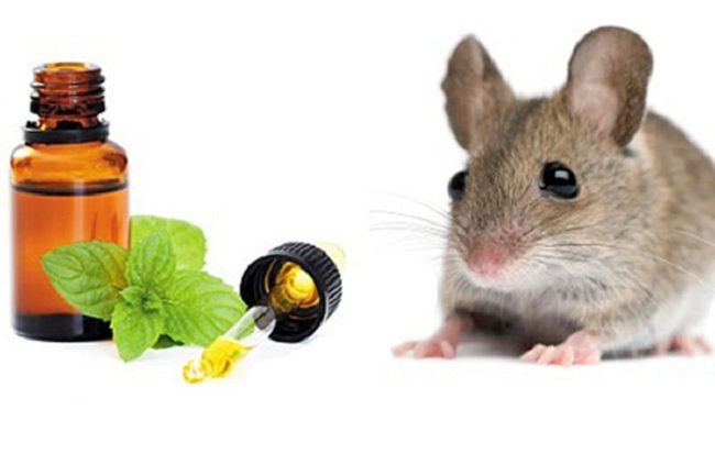 Cách dùng tinh dầu bạc hà đuổi chuột