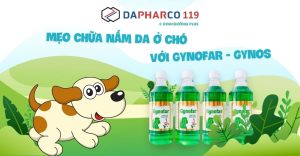 Mẹo chữa nấm da ở chó với Gynofar - Gynos