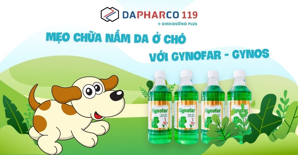 Mẹo chữa nấm da ở chó với Gynofar - Gynos