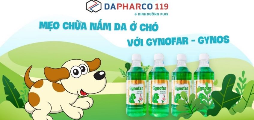 Mẹo chữa nấm da ở chó với Gynofar - Gynos