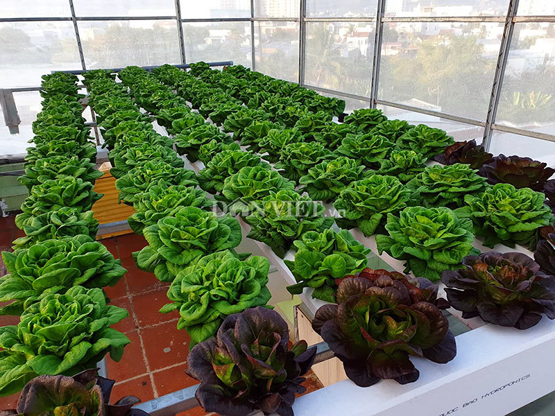 Giàn rau thuỷ canh tại Đà Nẵng