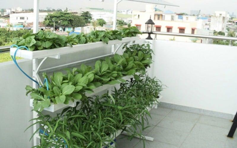 Thuỷ canh tại Đà Nẵng